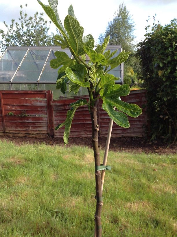 fig-tree-pruning-forum-gardenersworld